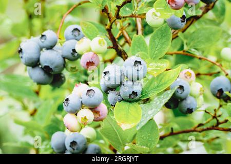 Blueberry plants cultivated in garden Vaccinium angustifolium ripening lowbush blueberries closeup Stock Photo