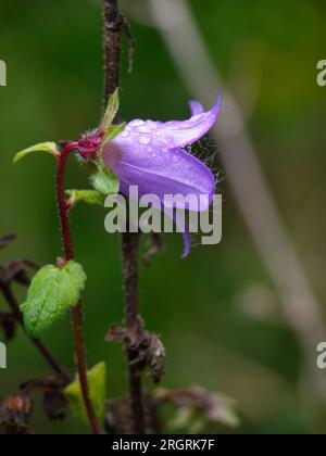 Beliflower (Campanula sp) flower. Flor de Campanula sp Stock Photo