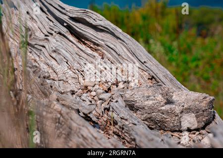 Dried and weathered snag close-up. The structure of an old tree that has long been lying on a mountainside in the scorching sun. Stock Photo