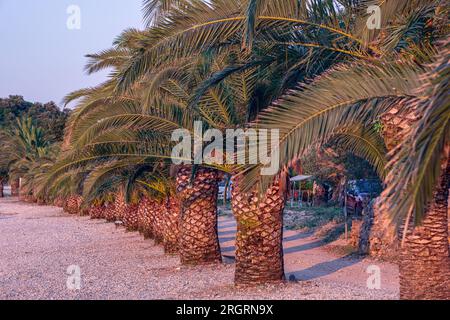 A beautiful row of palm trees on the beach in the sunset. Palm trees grow flat next to each other on a beach in Croatia. Stock Photo