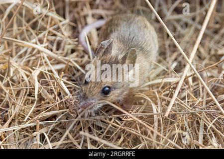 Wood Mouse, RSPB Arne Nature Reserve, Arne, Dorset, UK Stock Photo