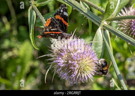 Common Teasel, red admiral butterfly (upperwing) & buff-tailed bumble bee, RSPB Arne Nature Reserve, Arne, Dorset, UK Stock Photo