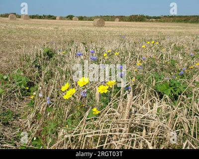 Yellow Corn marigold'Chrysanthemum segetum' and blue wild Cornflower 'Centaurea cyanus' among stubble and ears of corn on the edge of field with large Stock Photo