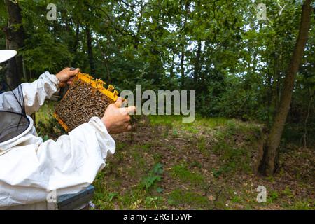 Beekeeper looking a honeycomb frame in a apiary in the forest. Beekeeping or apiculture background photo. Stock Photo