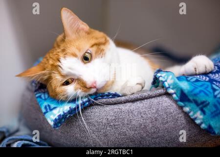 A shorthair cat with orange tabby and white markings lying in a pet bed Stock Photo