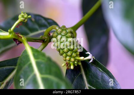 Mengkudu, young Noni fruit (Morinda citrifolia), also called a starvation fruit with red ants. Stock Photo