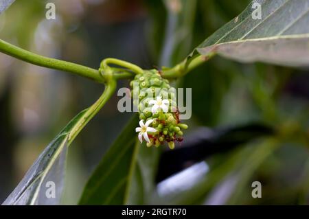 Mengkudu, young Noni fruit (Morinda citrifolia), also called a starvation fruit with red ants Stock Photo