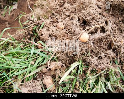 Rural Agriculture: A Look at the Potato Farm Industry, harvest Stock Photo