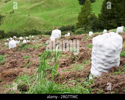 Rural Agriculture: A Look at the Potato Farm Industry, harvest Stock Photo