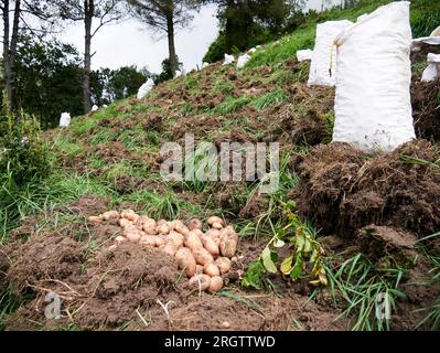 Rural Agriculture: A Look at the Potato Farm Industry, harvest Stock Photo