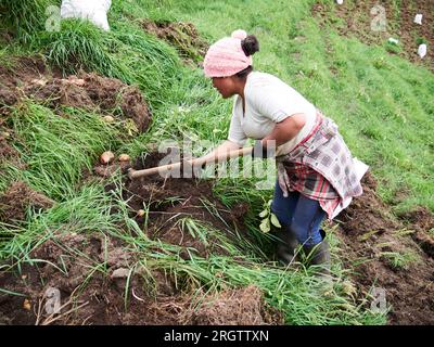 Rural Agriculture: A Look at the Potato Farm Industry, harvest Stock Photo