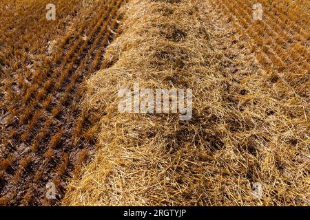 agricultural field with prickly straw from wheat, the grain from which was collected for food, wheat field on a Sunny summer day Stock Photo