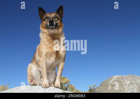 Australian Cattle Dog sitting on rock against blue sky Stock Photo