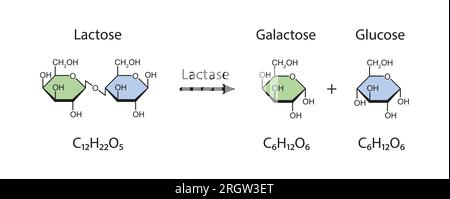 Lactase enzyme action, illustration Stock Photo