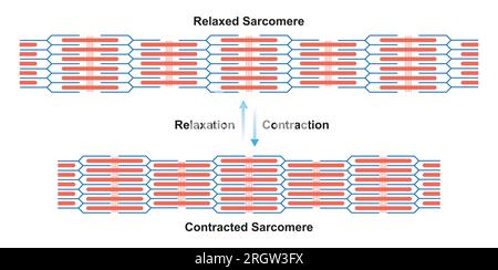 Sarcomere structure, illustration Stock Photo - Alamy