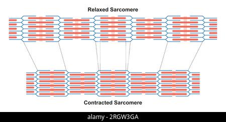 Sarcomere structure, illustration Stock Photo - Alamy