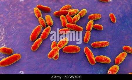 Aeromonas bacteria, illustration Stock Photo - Alamy