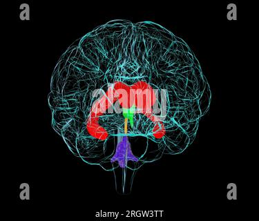 Ventricular system of the brain, illustration Stock Photo