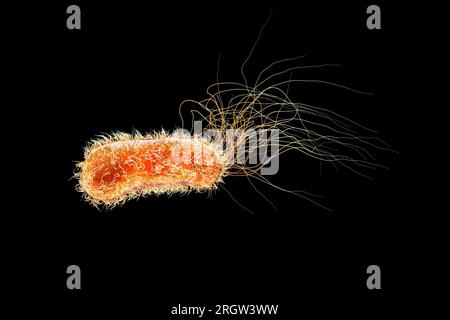 Pseudomonas aeruginosa bacterium, illustration Stock Photo