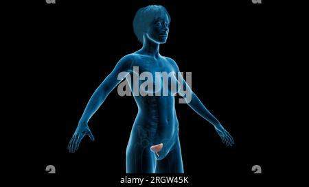 Urinary bladder and urethra, illustration Stock Photo