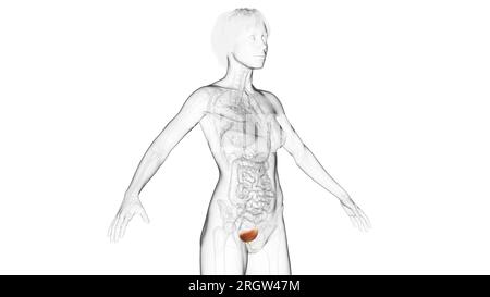 Urinary bladder and urethra, illustration Stock Photo