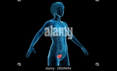 Urinary bladder and urethra, illustration Stock Photo