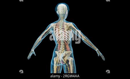 Body systems, illustration Stock Photo