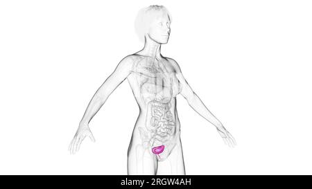 Urinary bladder and urethra, illustration Stock Photo