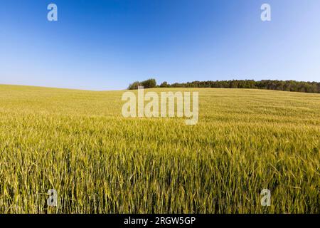 agricultural field sown with wheat that is almost ripe and becomes yellow Golden color, wheat is not ready for harvesting, large grain yield of unripe Stock Photo