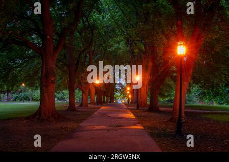 Maple lined path on a cool spring morning, University of Idaho campus, Moscow, Idaho, USA Stock Photo