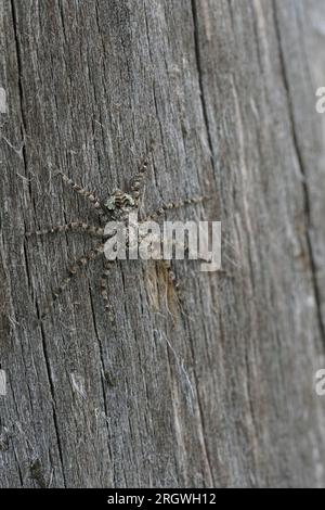 Natural closeup on a female Lichen Running Spider , Philodromus margaritatus sitting on the bark of a tree Stock Photo