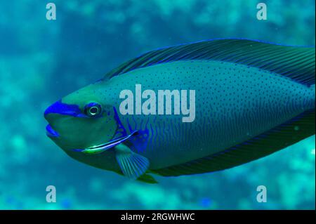 Bignose Unicornfish, Naso vlamingii, being cleaned by Bluestreak Cleaner Wrasse, Labroides dimidiatus, Crystal Rock dive site, Gili Lawa Laut, north o Stock Photo