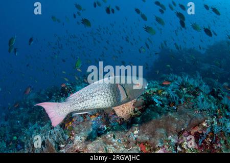 Ember Parrotfish, Scarus rubroviolaceus, with fish in background, Batu Bulong dive site, Tatawa Besar Island, between Komodo and Flores islands, Komod Stock Photo