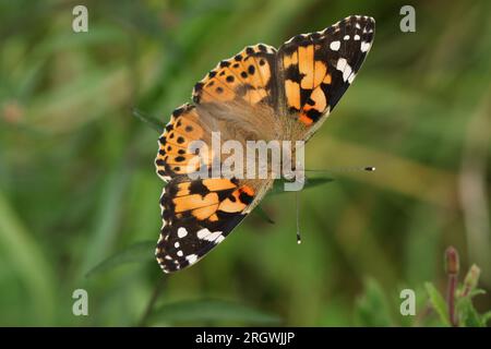 A beautiful Painted Lady Butterfly, Vanessa cardui, nectaring on wildflower. Stock Photo