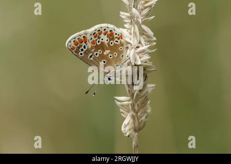 A beautiful Brown Argus Butterfly, Aricia agestis, resting on grass seeds. Stock Photo