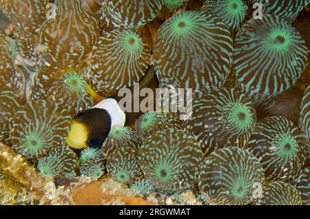 Saddleback Anemonefish, Amphiprion polymnus, in Bulb Tentacle Sea Anemones, Entacmaea quadricolor, Crinoid Corner dive site, Horseshoe Bay, Nusa Kode, Stock Photo