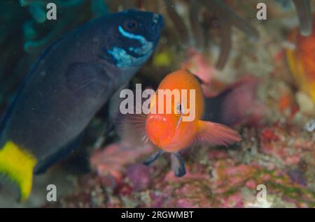 Mating pair of Fiery Dottybacks, Pseudochromis steenei, with female in background, Cannibal Rock dive site, Horseshoe Bay, Nusa Kode, south Rinca Isla Stock Photo