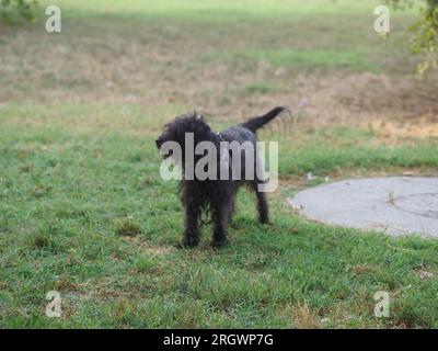 mixed race poodle schnauzer black dog enjoy nature in the park in the morning Stock Photo