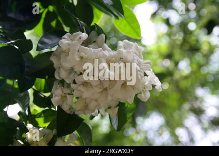 Orange jasmine (Murraya paniculata) shrub in bloom : (pix Sanjiv Shukla) Stock Photo