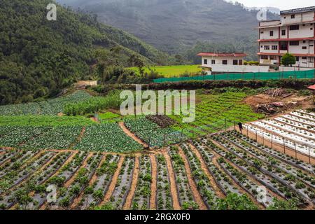 Beautiful Agriculture Farm Field View in Vattavada in Munnar,Idukki District, Kerala, India Stock Photo