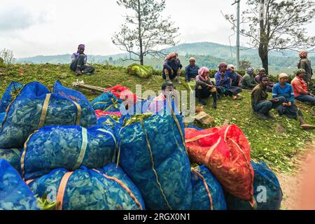 Munnar, India, May 13, 2023: Indian Rural tea pickers with their sacks containing tea leaves at the end of the working day at the Munnar tea plantatio Stock Photo