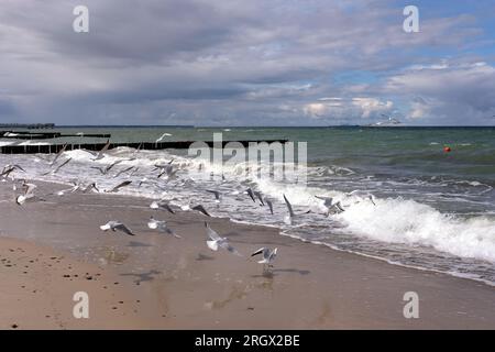Seascape with storm sea waves with foam under heavy cumulonimbus on the sky till horizon and flying seagulls near coastline Stock Photo