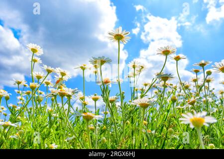 Wide-angle view from below, showcasing the vibrant blooming daisies against a backdrop of clear blue sky adorned with fluffy white clouds, creating a Stock Photo