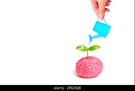 Anatomical model of a human brain using a miniature laptop replica ...