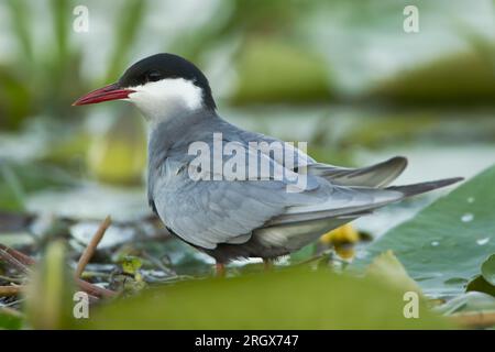 Whiskered tern (Chlidonias hybrida) standing on green lilly leaves Stock Photo