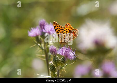 Queen of Spain fritillary, butterfly, Issoria lathonia feeding on flower, Andalucia, Spain. Stock Photo