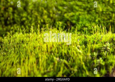 Texture of natural green moss close-up. Ecological background can be used for interior design, natural cosmetics and products. Blurred background. Stock Photo