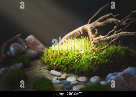 Green moss lit by the sunbeam on a black background. Ecological background, copy space, place for text. Stock Photo