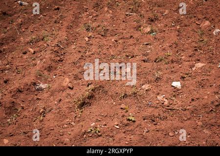 Ploughed land ready for cultivation, Kolli hills, Tamil Nadu, India. Agricultural field ready for sowing. Stock Photo