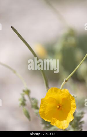 Glaucium flavum or yellow horned  or sea poppy, summer flowering plant in the family Papaveraceae Stock Photo